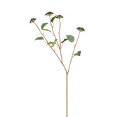 Branche de Baies avec feuilles